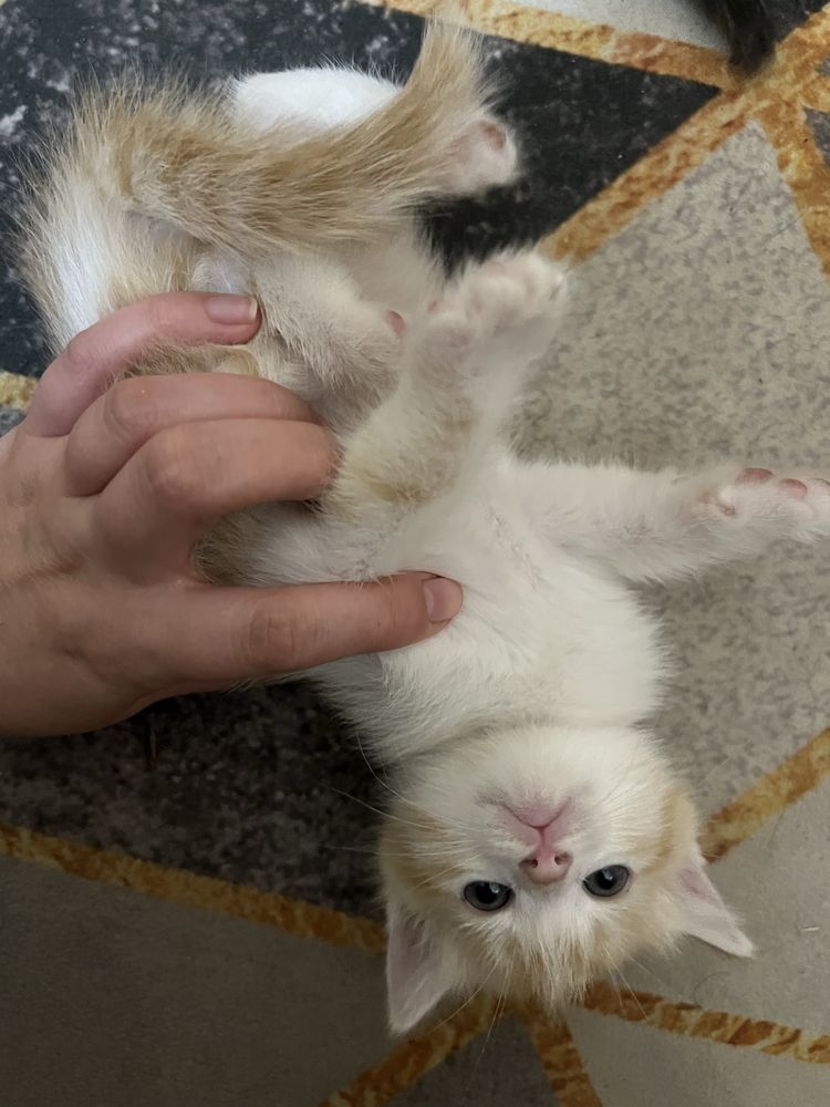 Котята отдам даром