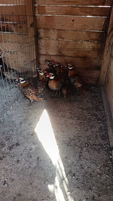 Fazani regali de vanzare