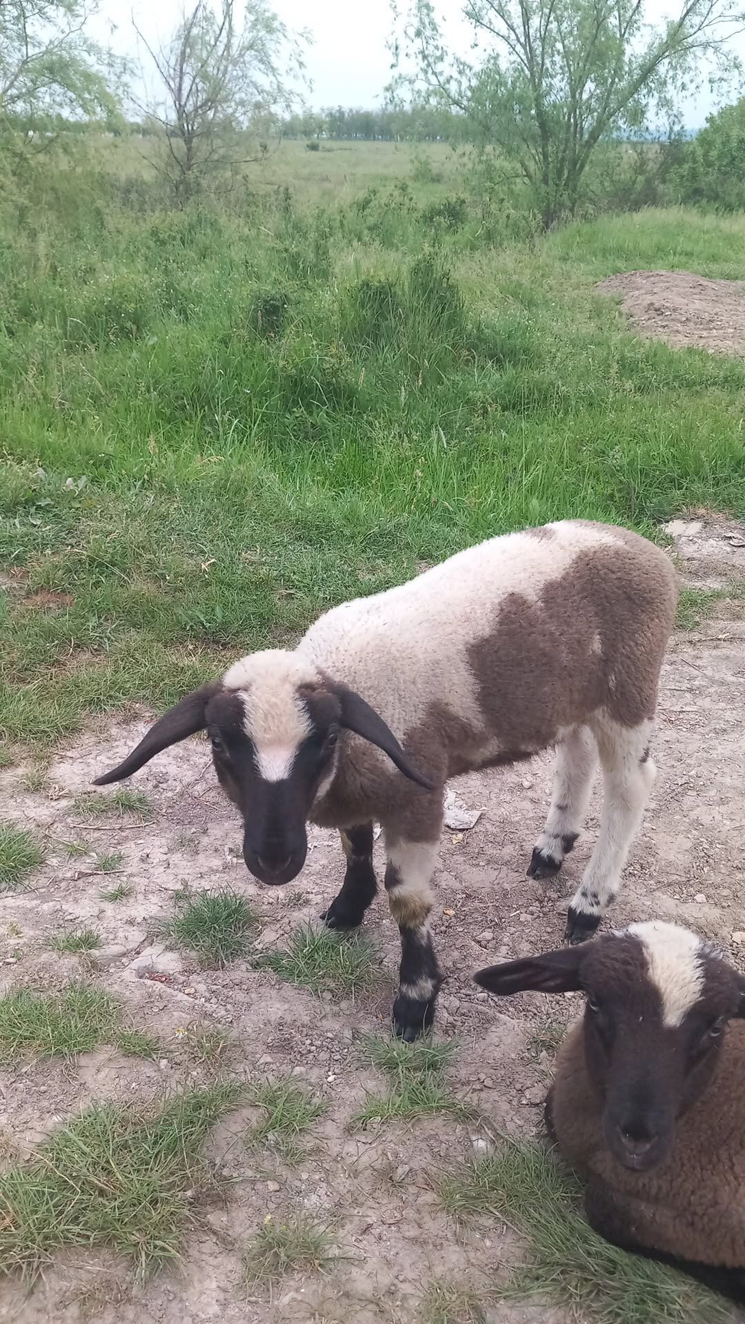 Vând sau dau la schimb pe miere țigăi