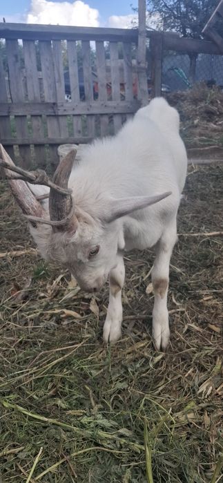 Vând țap saanen 1200 lei .Are 6 luni