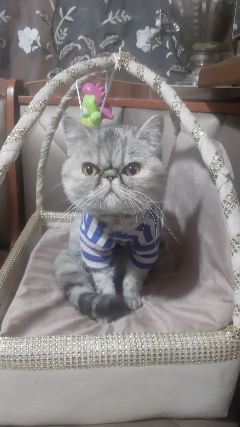 Продается кошка парода персидский экзот Маша .