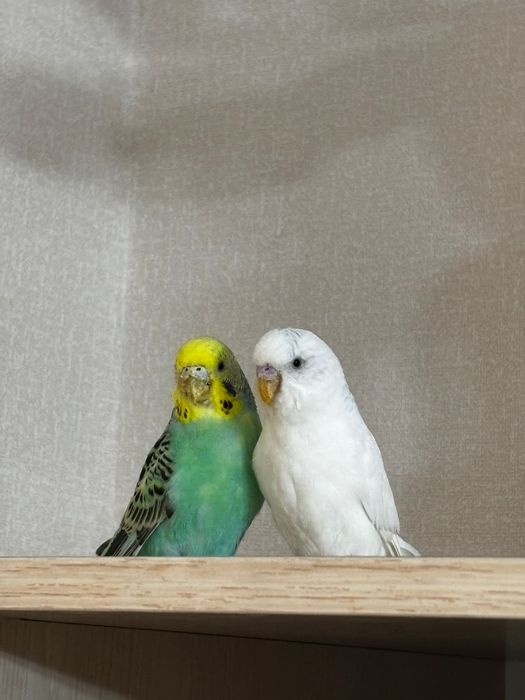 Папугай пара 15000