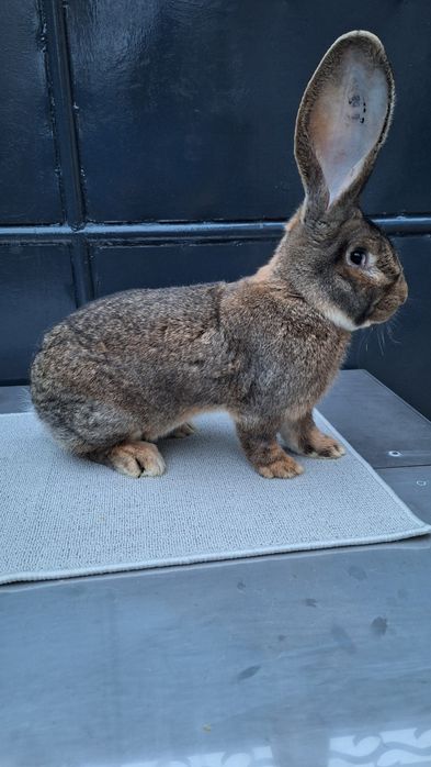 Mascul urias german gri