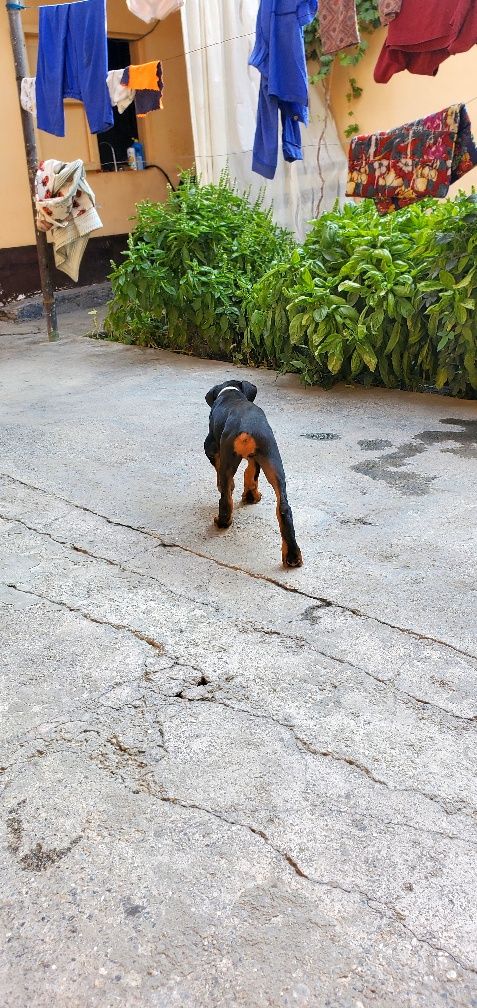 Doberman kuchuk 2,5 oylik qiz