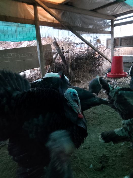 Куркала сотилади