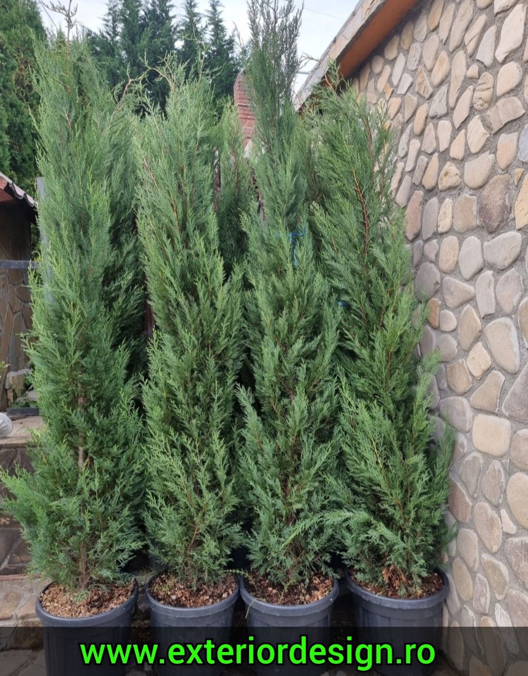 Leylandii gard viu, prețuri avantajoase % Plante ornamentale brazi