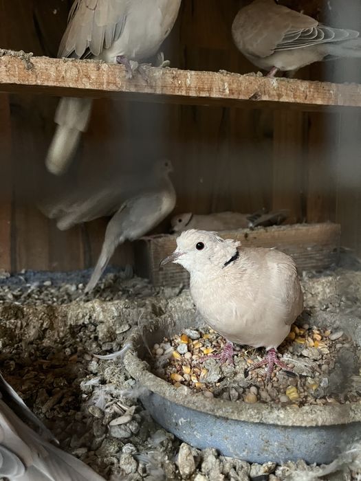 Смеещи се гугутки