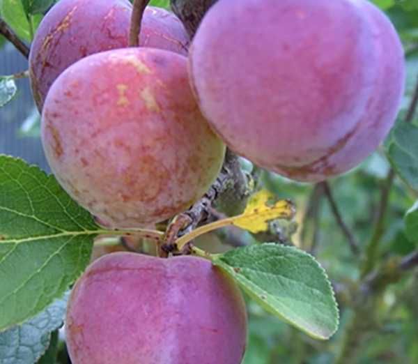 Nuci Chandler Paulownia Ciresi intensiv Kaki Rodiu Alun soiuri.Visin..