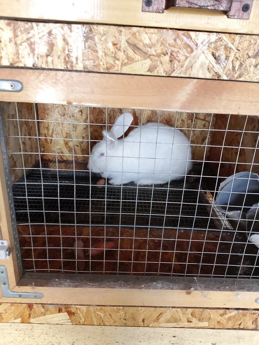 Ассалому алейкум хаммага куëн гушти сотилади