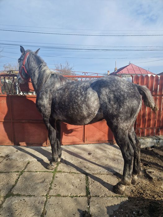 Cal castrat 4 ani orice probă