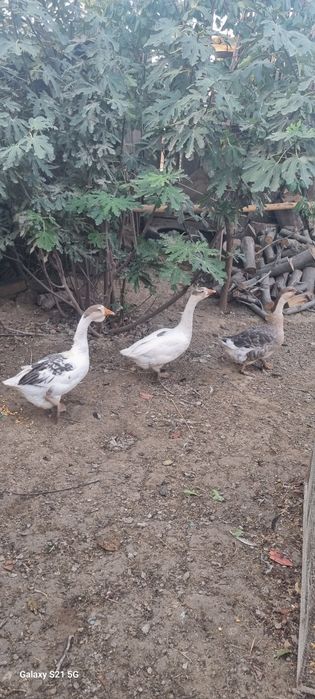 Продам гусей гозлар сотилади !