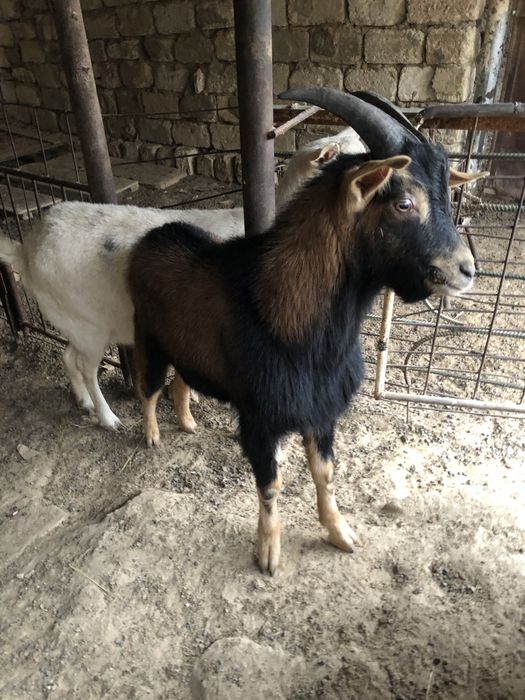 Альпи теке сатылады мықты линиясы