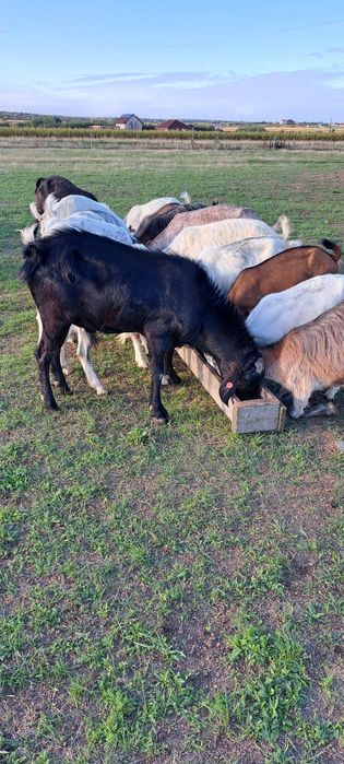 Vând capre  și un țap