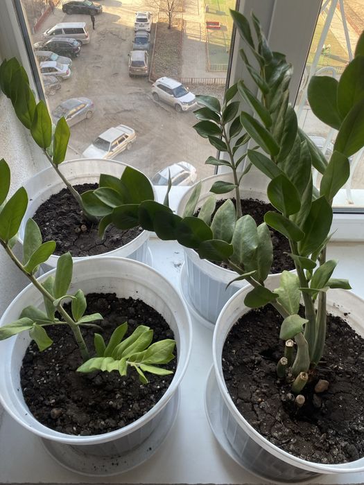 Долларовое дерево с горшком