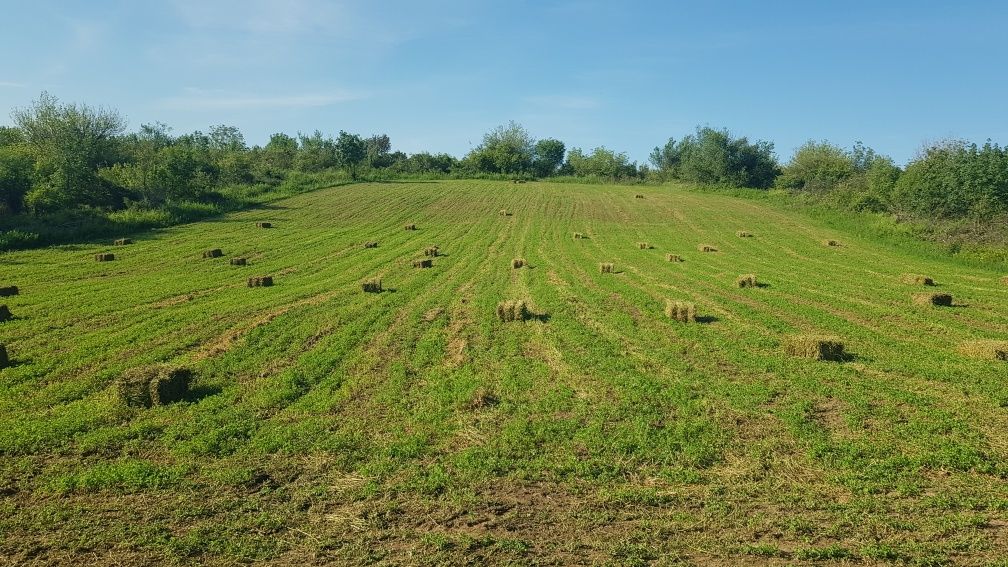 Люцерна и ливадно сено