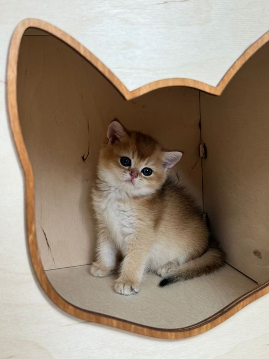 Шиншилла британская малышка