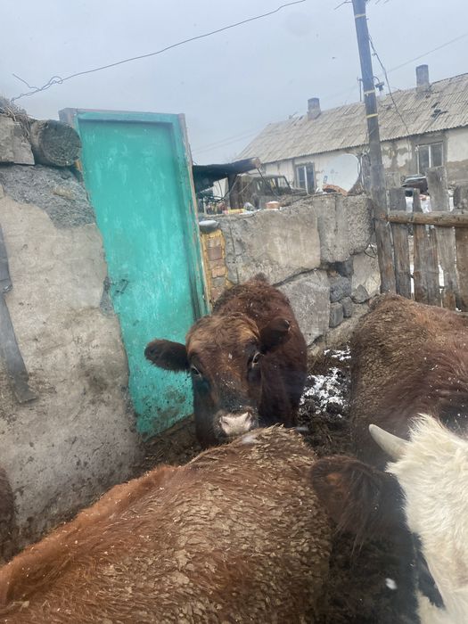 Продаются два быка