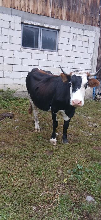 Vând 3 vaci separate,sau toate