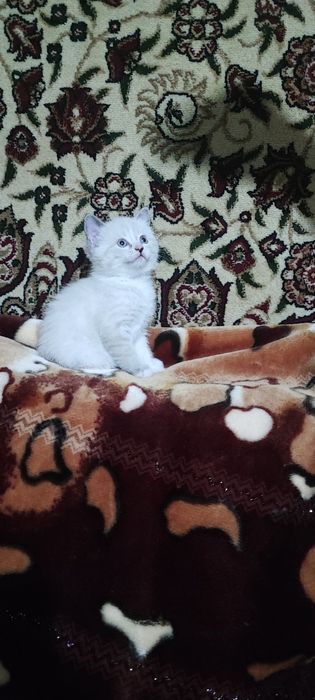 Продается очаровательно-коасивый котик.