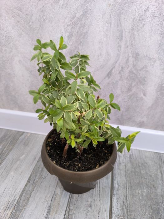 Мирт пестролистный, домашний