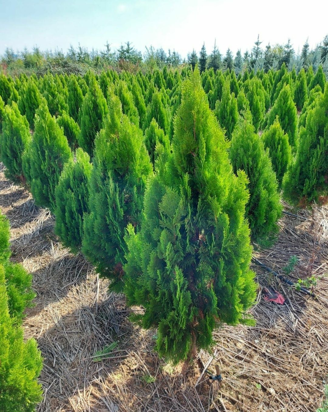 Tuia occidentalis smarald, columnaris, brazi. (Thuja smarl smaragd)