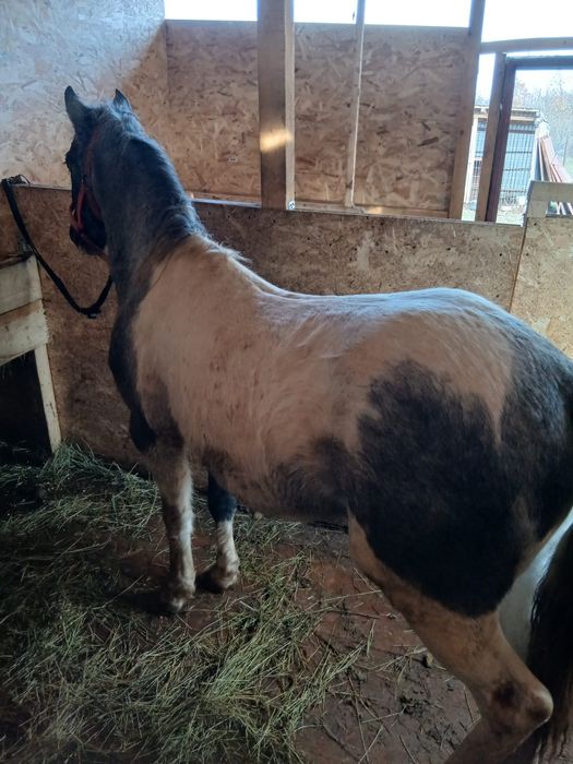 Mânz pinto bland/schimb