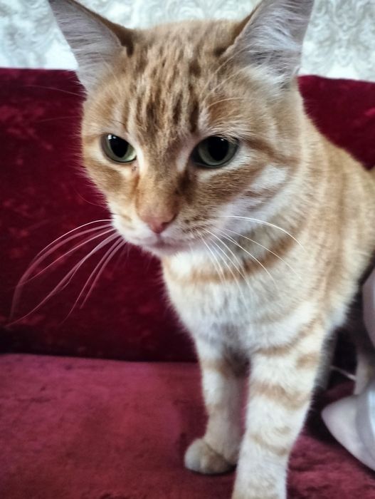 Рыжая кошка, девочка