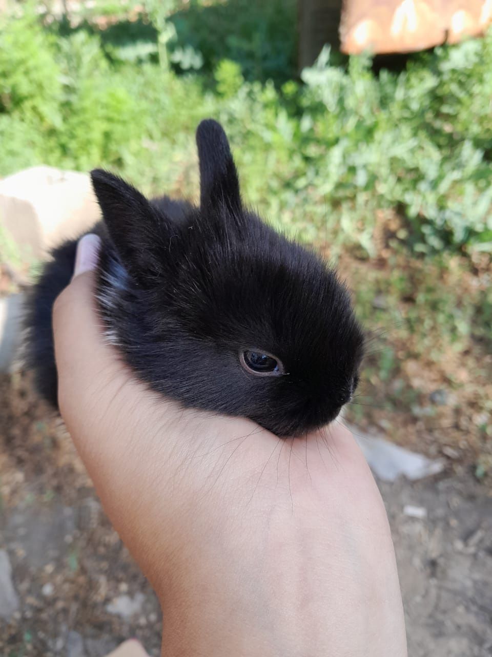Маленкий кролик зайка