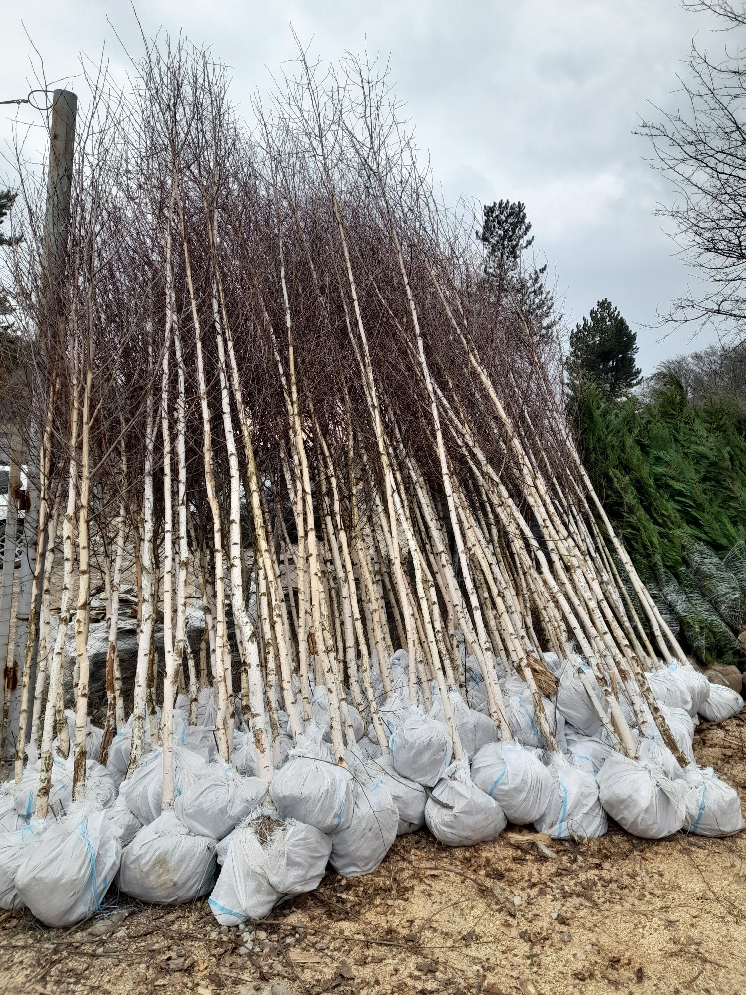 Mesteacăn tei leylandii smaragd gazon rulou piatra naturala de munte