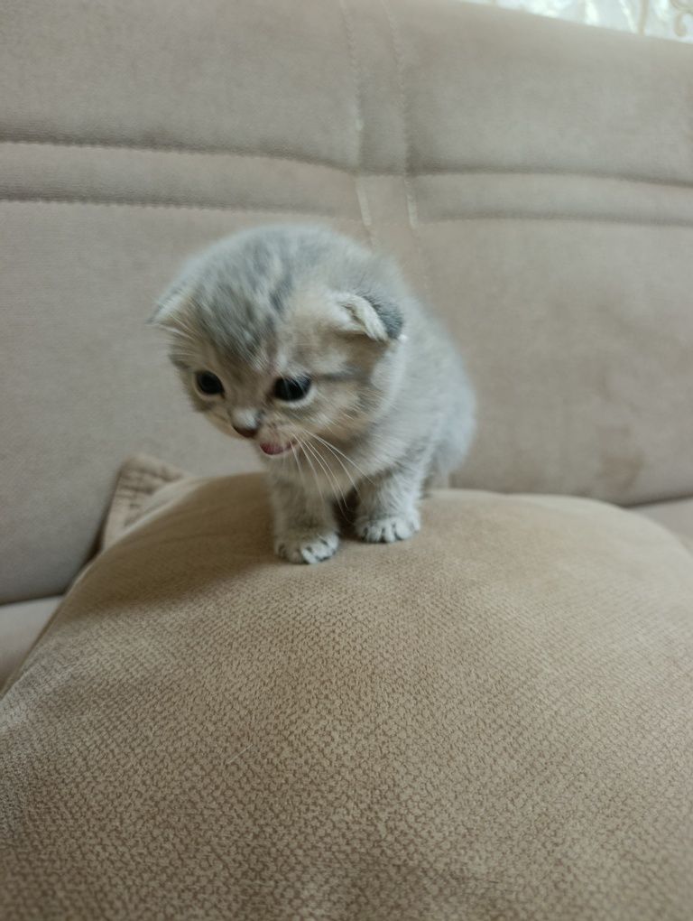 Котята скотиш фолд