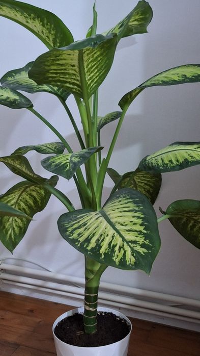 Flori de cameră naturale