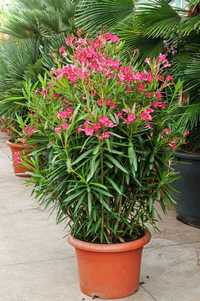 Leandru Tufa ( Nerium Oleander )