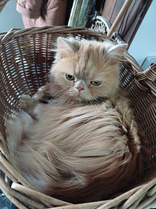 Персийска котка, свободна в добър дом.  Persian Cat free to good home
