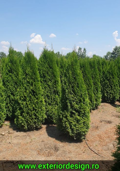 Tuia smaragd extra calitate, gard viu, plante aclimatizate