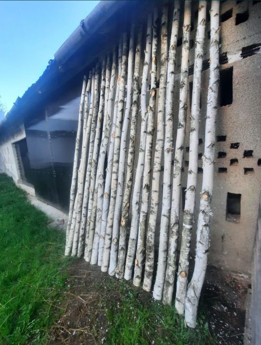 Mesteacan decorativ / Tulpini mesteacan pentru diferite decoruri