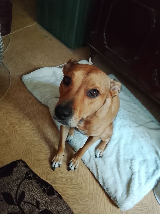 Adopție câine Amstafi cucitură