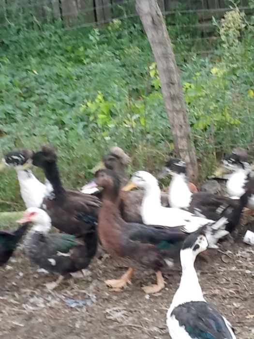 Rate moțate leșești și gâște holmogor