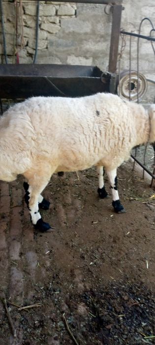 Семиз  Кучкор сотилади когонда