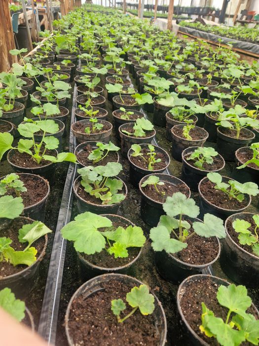 Butasi de mușcată Caliopa / Englezească și Garoﬁță – 2,5 lei buc