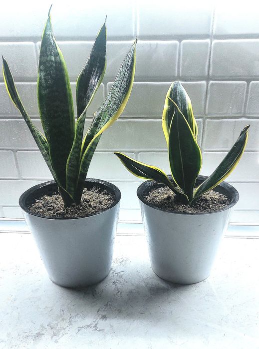 Продаю Сансеверы