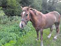 Vand cal  castrat