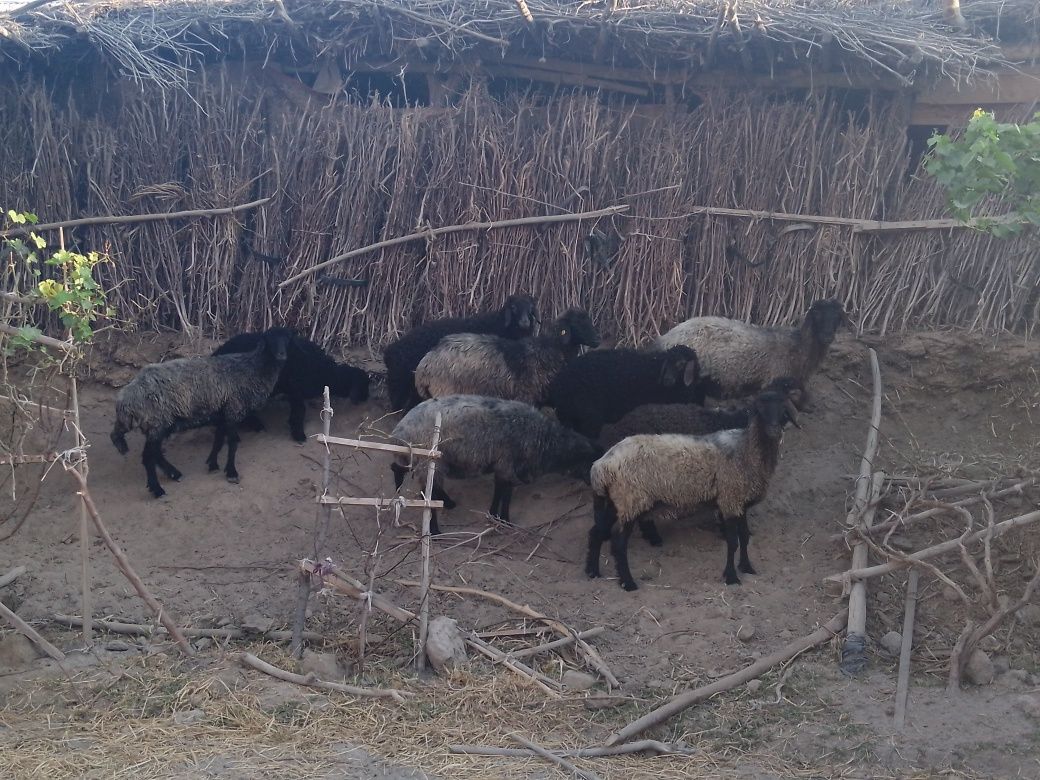 Ena bola qo'ylar, Manzil Yangibozor tumani