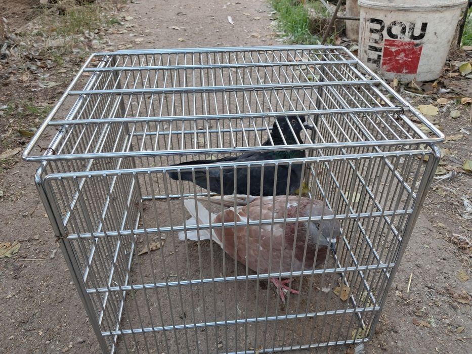 Vînd porumbeii mondainii 100 Ron bucata