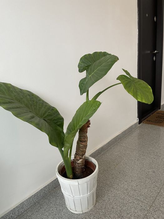 Planta de interior - Alocasia Macrorrhiza, 85 cm inaltime