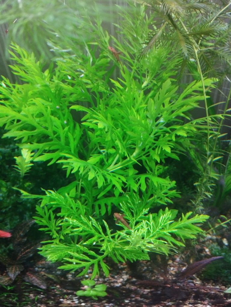 Продам аквариумное растение