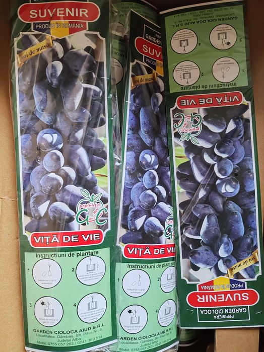 butasi vita de vie cu radacina impachetata