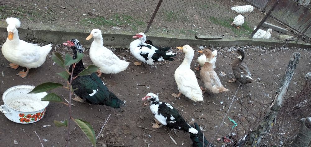 Vând rate mute și gălăgioase