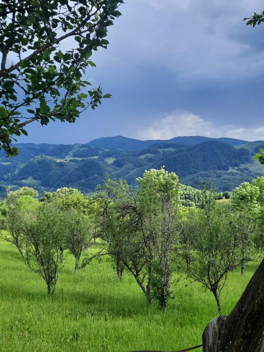 Căsuța din lemn și sura de vânzare