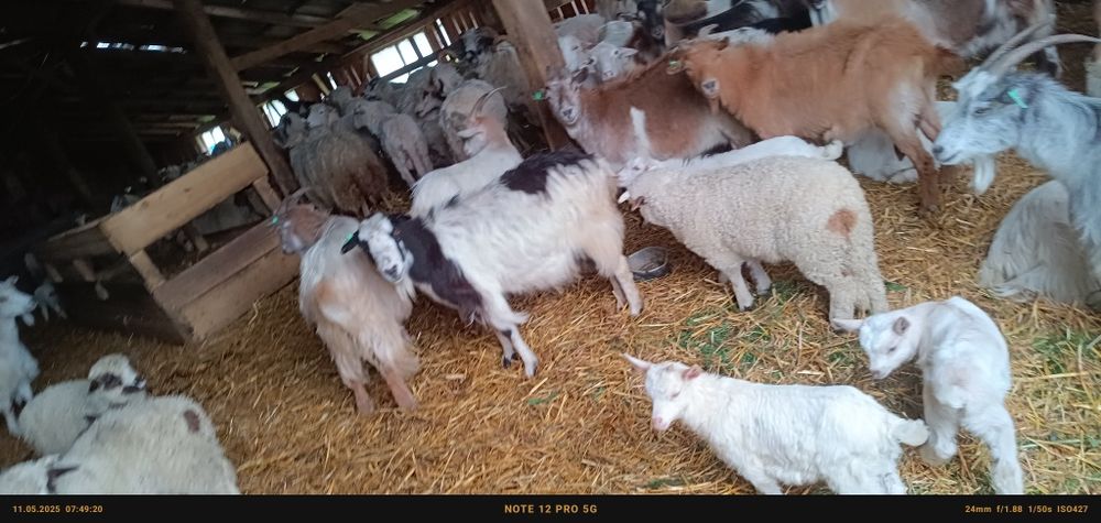 Vând 20 de capre tinere  cu iezi cu tot 1 și cu 2 sau schimb