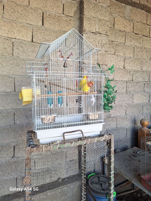 Неразлучки попугайчики тути куш